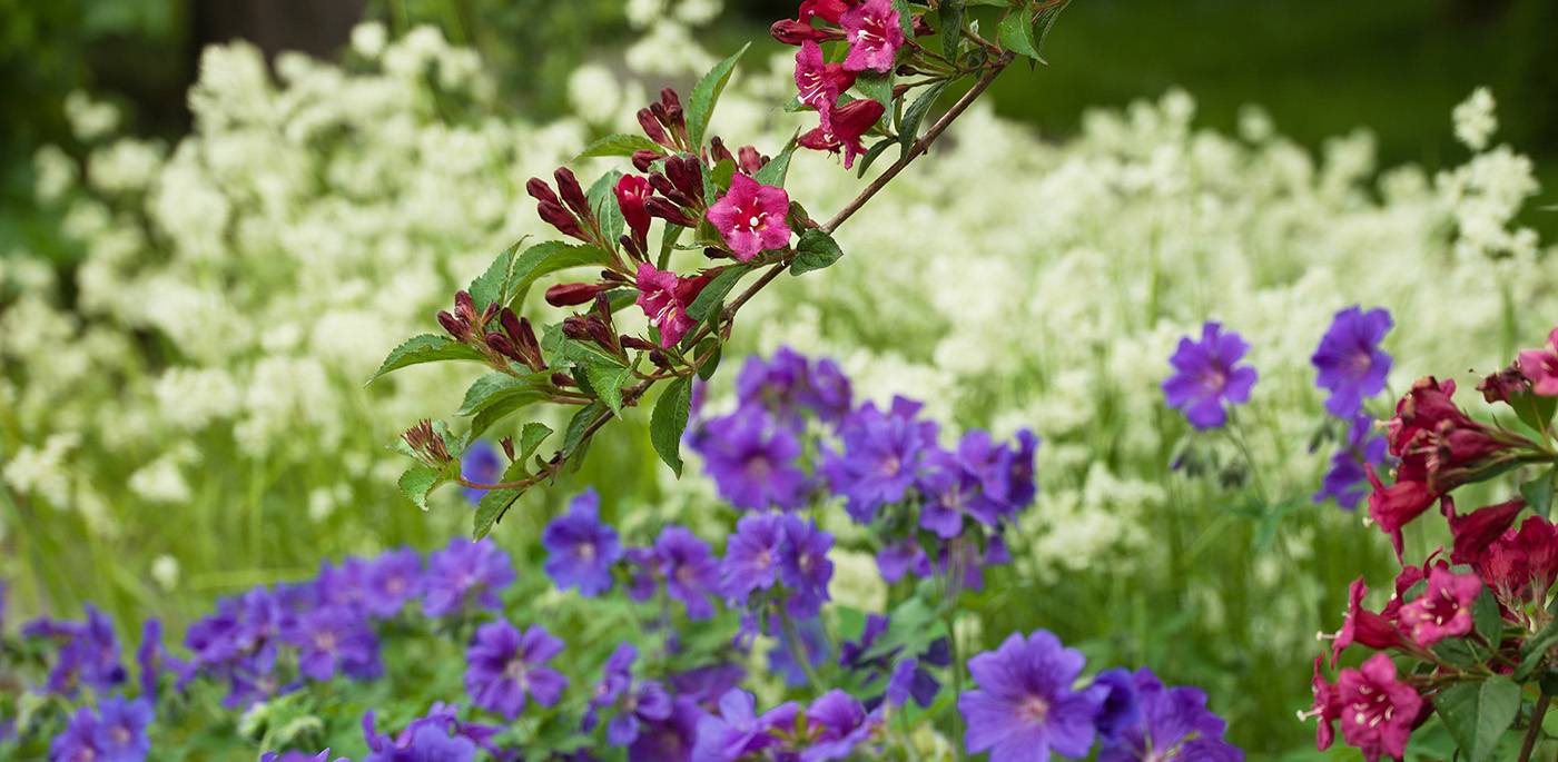 ruegg_gartendesign_felix_bruengger_B0034765.jpg