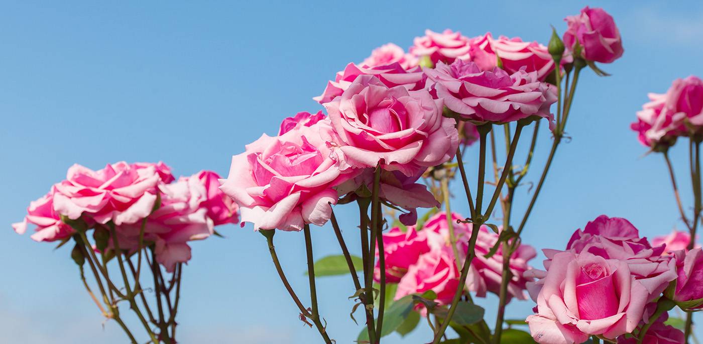 ruegg_gartendesign_felix_bruengger_B0047995_web.jpg