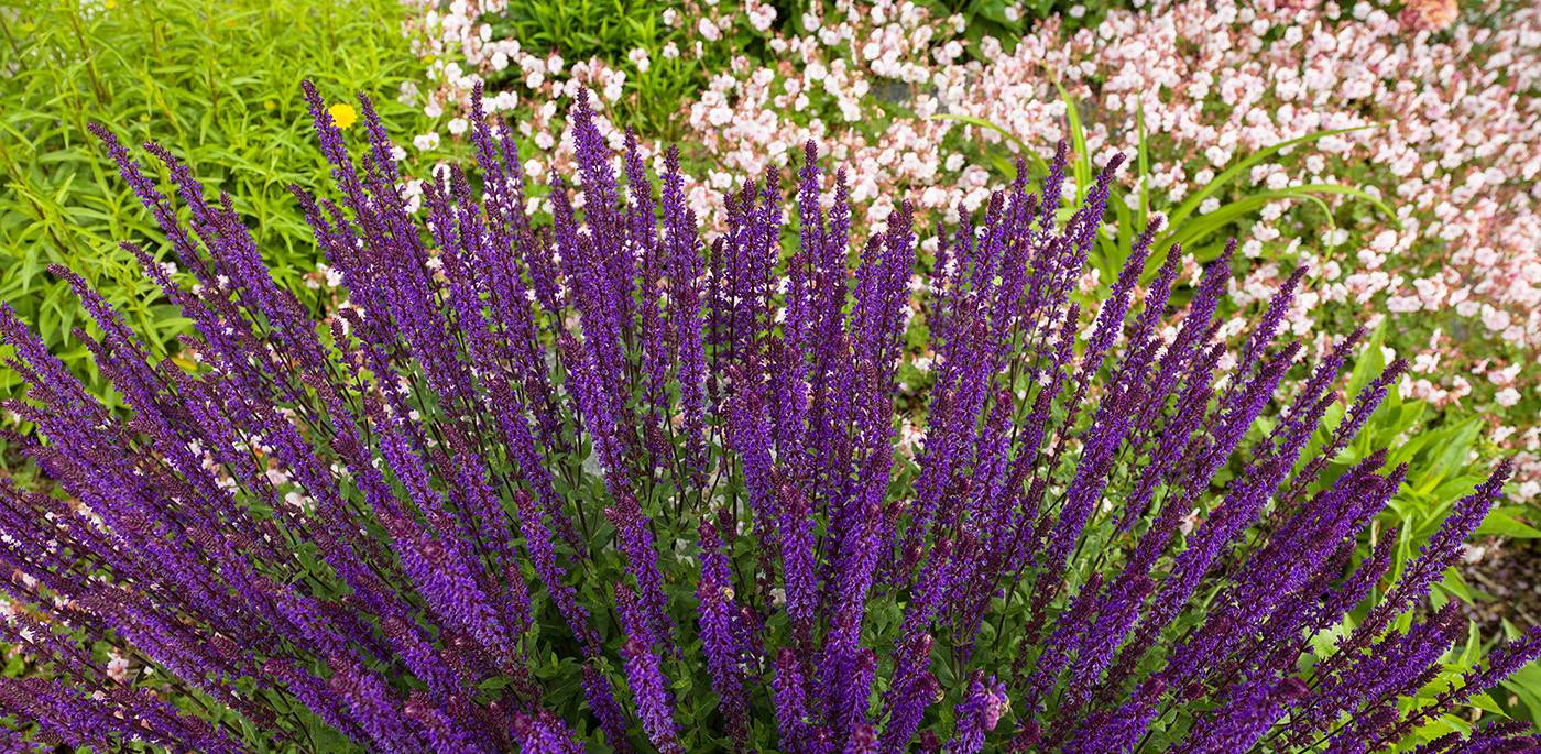 ruegg_gartendesign_felix_bruengger_B0034744.jpg
