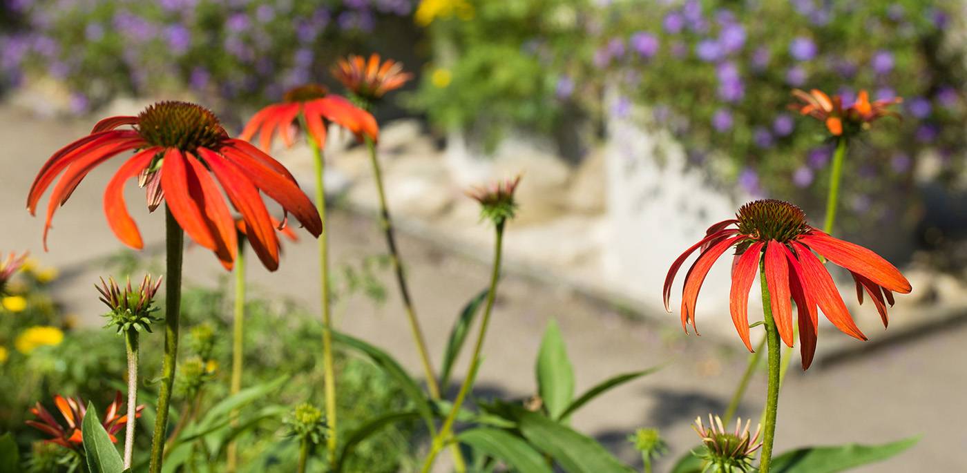 ruegg_gartendesign_felix_bruengger_B0043194.jpg